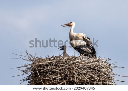 White Stork, Ciconia ciconia with small babies on the nest in Oettingen, Swabia, Bavaria, Germany in Europe. Ciconia ciconia is a bird in the stork family Ciconiidae.Its plumage is mainly white