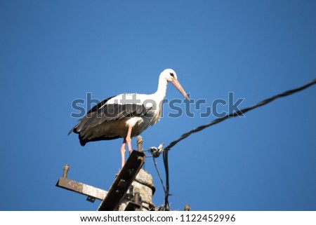 White stork closeup standing on power pillar. In the background is deep blue sky.