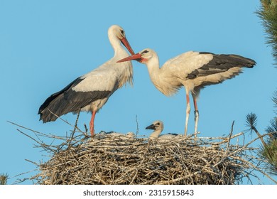 White stork couple (ciconia ciconia) on the nest with their chicks. Bas-Rhin, Collectivite europeenne d'Alsace,Grand Est, France. - Powered by Shutterstock