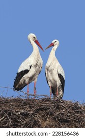 White Stork Couple On Their Nest