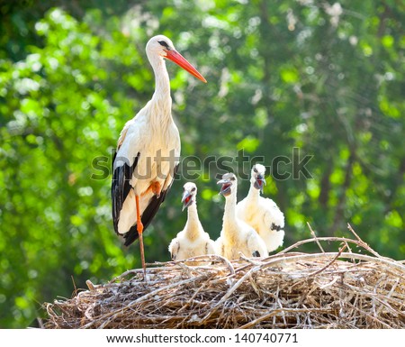white stork family nest with little babies