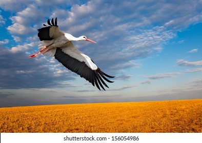 White Stork Flying