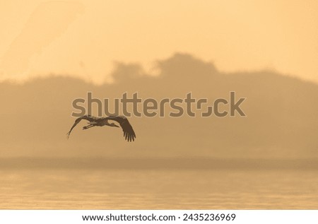 White stork flying during sunrise at Bhigwan bird sanctuary, Maharashtra