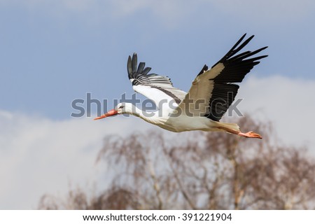 White stork flying past the woods. A beautiful white stork flies past some woodland.