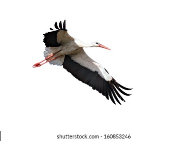 White Stork  Isolated On White. 