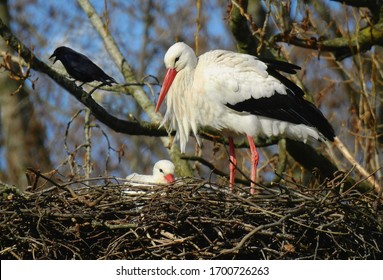 White Stork In The Nest