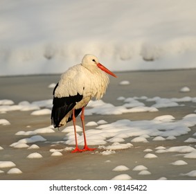 White Stork On Nest In Winter