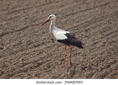 White stork on the plowed ground.
White stork walking on the plowed ground in search of food.
