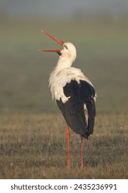 White stork opening its bill at Bhigwan bird sanctuary, Maharashtra
