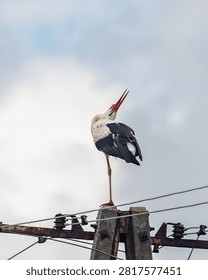 A white stork performs its characteristic bill-clattering while standing on a utility pole beneath a cloudy sky, creating a striking wildlife scene with natural light and generous copy space.