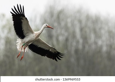 White Stork In The Rain