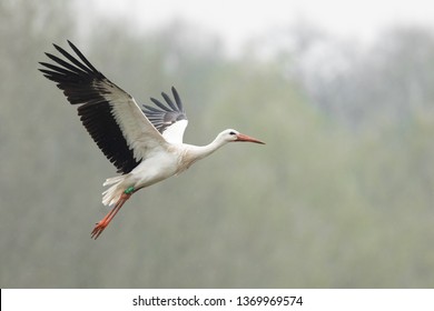 White Stork In The Rain