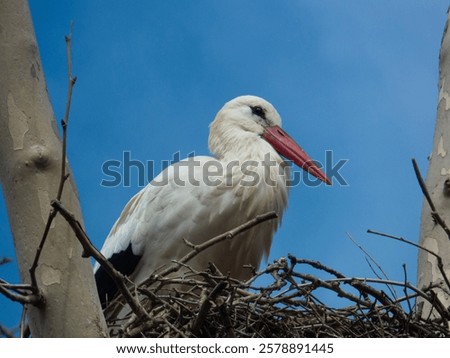 White stork resting in the nest