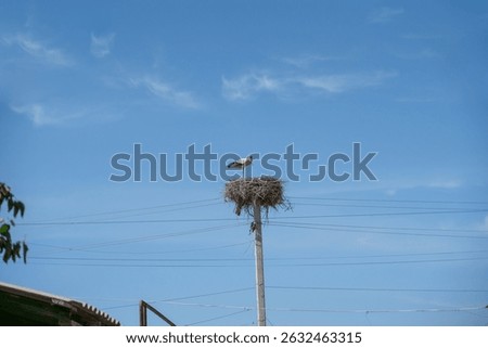 White Stork Resting in Its Nest
