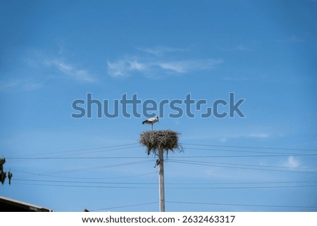 White Stork Resting in Its Nest