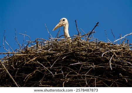 white stork resting in the nest, ciconia ciconia. Galicia, Spain