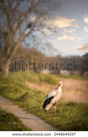 WHITE STORK RESTING ON A COUNTRY FIELD ROAD