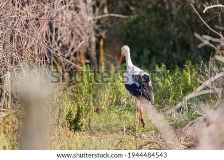 Similar – White stork in a field