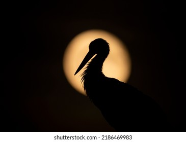 White Stork Silhouette On The Full Moon