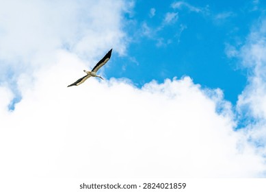 White stork soaring through cloudy blue sky