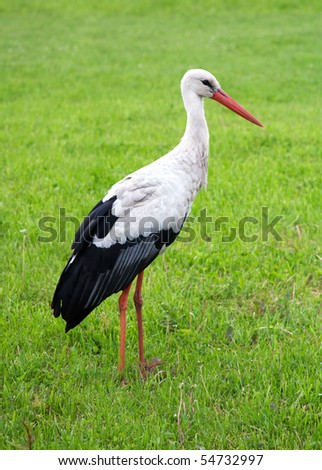 Similar – Foto Bild Storch auf grünem Rasen