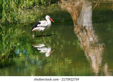 White stork standing in sunny water with a reflection. - Shutterstock ID 2173922759