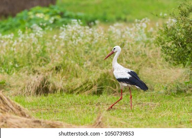 White Stork In Summer