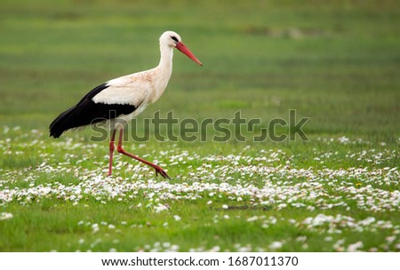 A white stork walking among daisies