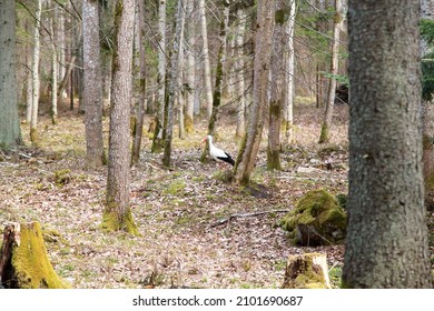 White stork walking in a spring forest. Selective focus. High quality photo