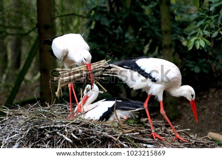 white storks [Ciconia ciconia] during nest building with one stork sit on eggs