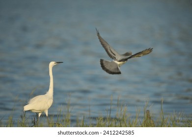 white storks and doves play on the riverbank looking for food
