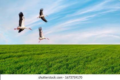 White storks flying over green field on the background amazing cloudy sky - Shutterstock ID 1673759170