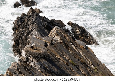 White storks hatching above the cliffs, Cabo Sardão, Vicentine Coast, Portugal.