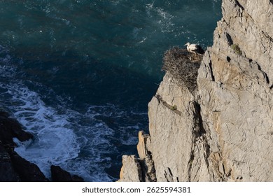 White storks hatching above the cliffs, Cabo Sardão, Vicentine Coast, Portugal.
