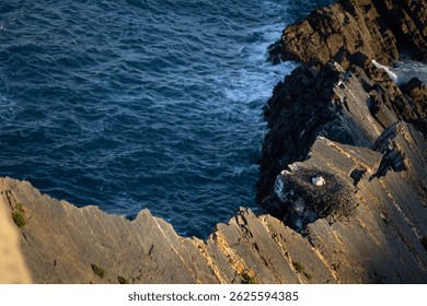 White storks hatching above the cliffs, Cabo Sardão, Vicentine Coast, Portugal.