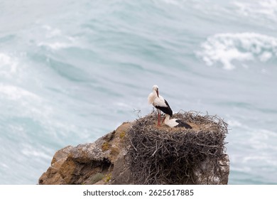 White storks hatching above the cliffs, Cabo Sardão, Vicentine Coast, Portugal.