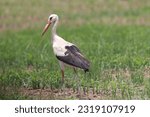 White storks looking for mice in a harvested wheat field
