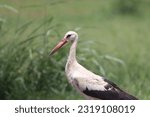 White storks looking for mice in a harvested wheat field

