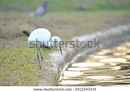 white storks play on the riverbank looking for food for background with highkey photos 