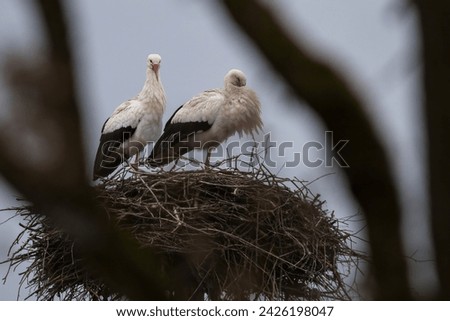 White storks from returning from Africa, standing in their nest