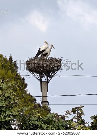 White storks standing in a large nest on top of a utility pole with another bird, natural wildlife scene in rural environment