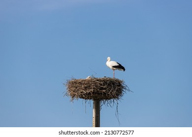White storks in their nest, blue sky in the background