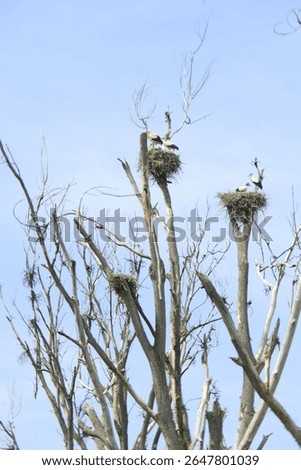 White storks at a tree