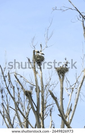 White storks at a tree