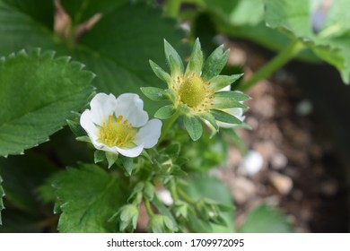 White Strawberry Blossom In Spring