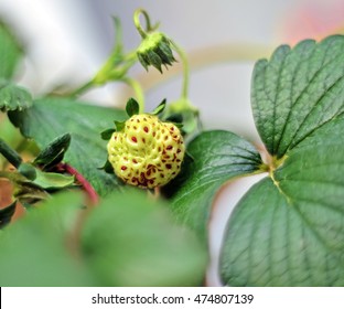 White Strawberry, Pine-berry, Pine-Berry Natural Albino, Albino Berry, Red Seed, Sweet