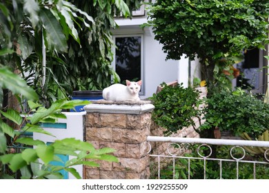 Kucing Liar Images, Stock Photos u0026 Vectors  Shutterstock