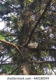 White, Stray Cat Stuck In A Tree.