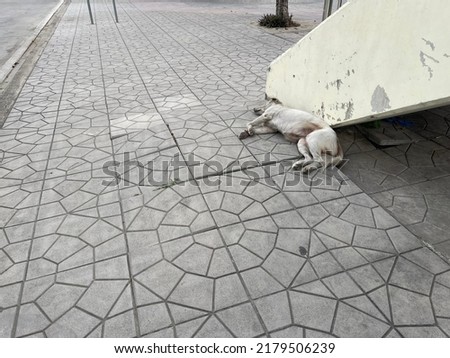 Similar – Image, Stock Photo kitten as murderer