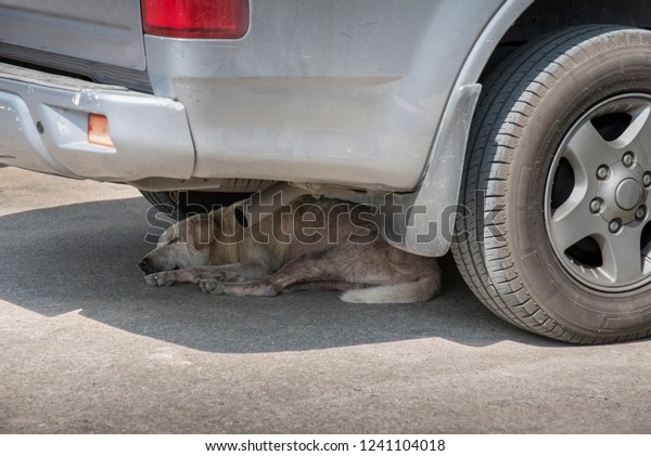 White stray\
dog sleep in the shadow under the\
car.